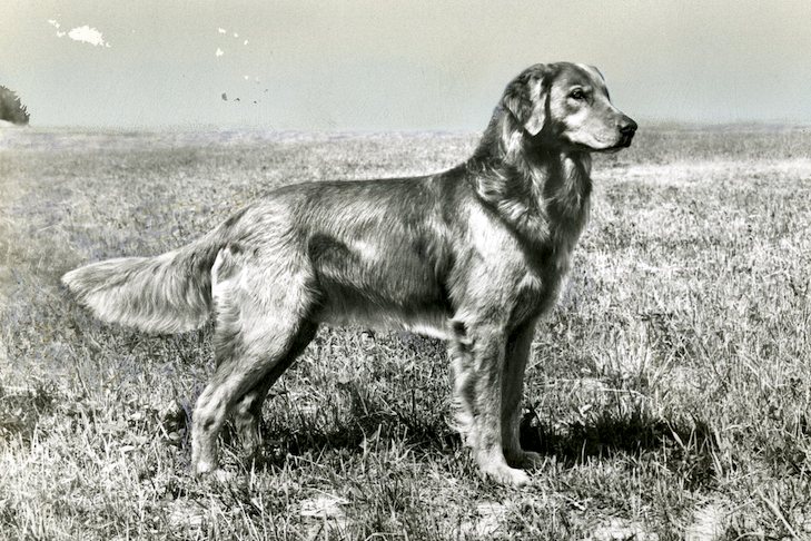 A képen egy Golden retriver régi ábrázolása található